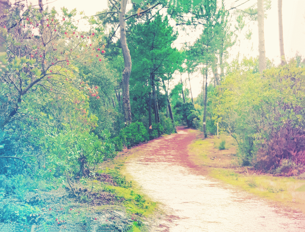 Chemin dans les landes.