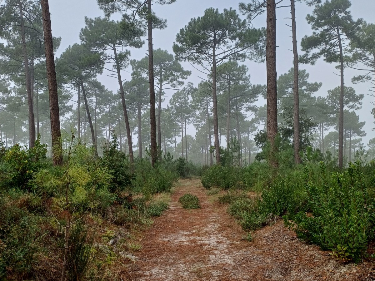 Le pin des&nbsp;landes