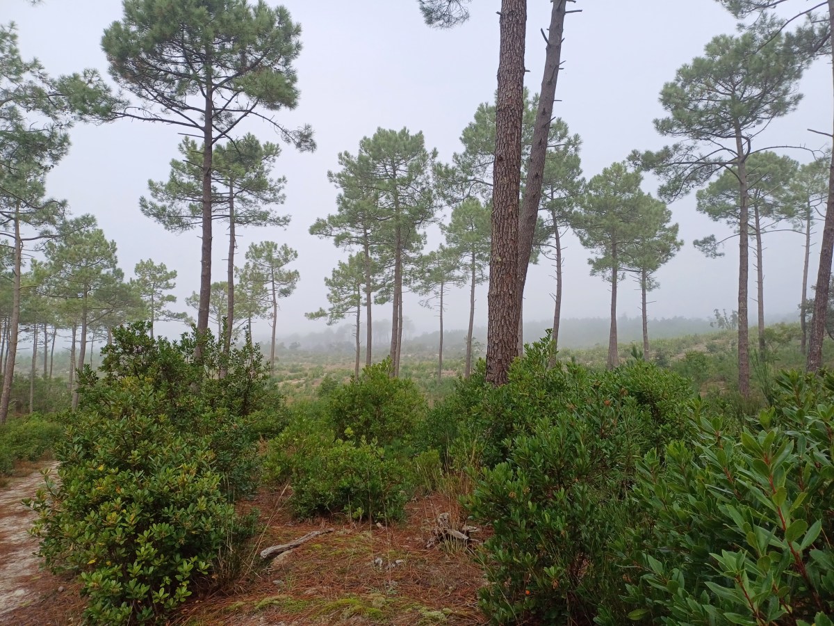 Balade mycologique en compagnie de l&rsquo;équipe de Bougez&nbsp;Vert.