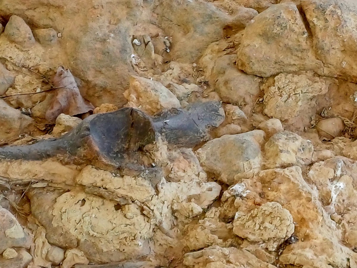 Voyage au cœur du Miocène : Le gisement de Béon, un trésor paléontologique dans le&nbsp;Gers